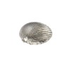 Cockle Shell Ornament (L)
