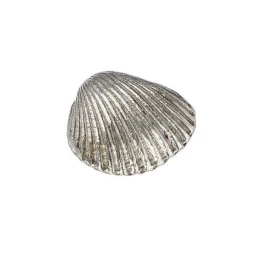 Cockle Shell Ornament (S)