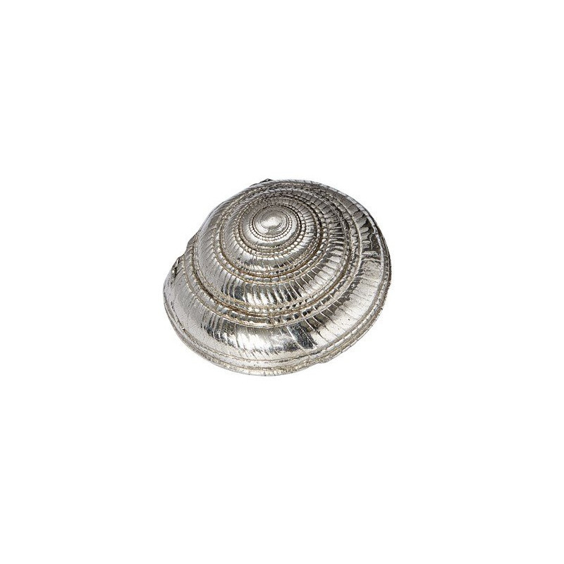 Flat Spiral Shell Ornament (L)