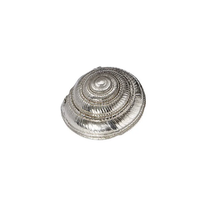 Flat Spiral Shell Ornament (L) Flat Spiral Shell Ornament (L)
