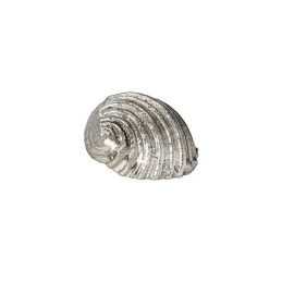 Flat Spiral Shell Ornament