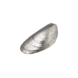 Mussel Shell Ornament