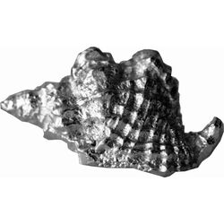 Triton Shell Ornament