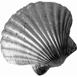 Scallop Shell Ornament