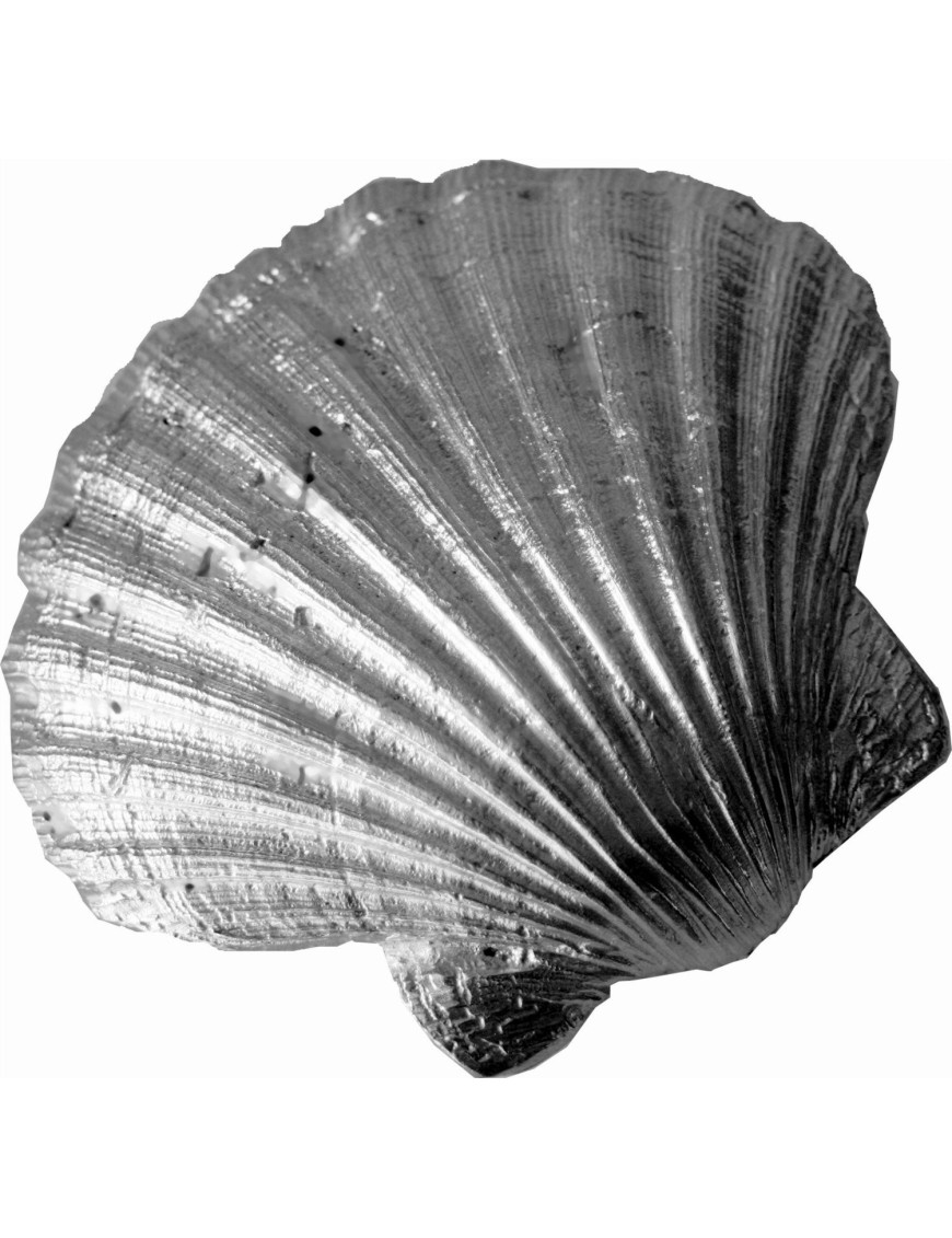 Scallop Shell Ornament