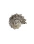 Spikey Shell Ornament