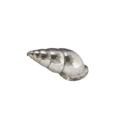 Spiral Shell Ornament (M)
