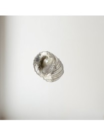 Flat Spiral Pewter Shell Ornament