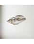 Sea Snail Pewter Shell Ornament (M)